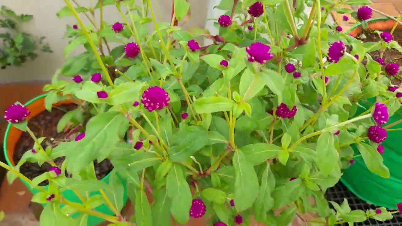 🌸😂 Beautiful Flowers From My Terrace Garden | Too Cute To Ignore! | My Pets My Garden 🌿✨