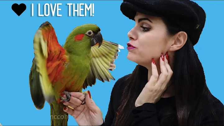 MEETING 50 PARROTS! PLUS A BIRD STORE TOUR OF RARE...