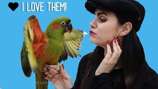 MEETING 50 PARROTS! PLUS A BIRD STORE TOUR OF RARE PARROTS!