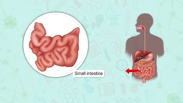 From Tasting to Digesting | Digestion of food | EVS | Class 5