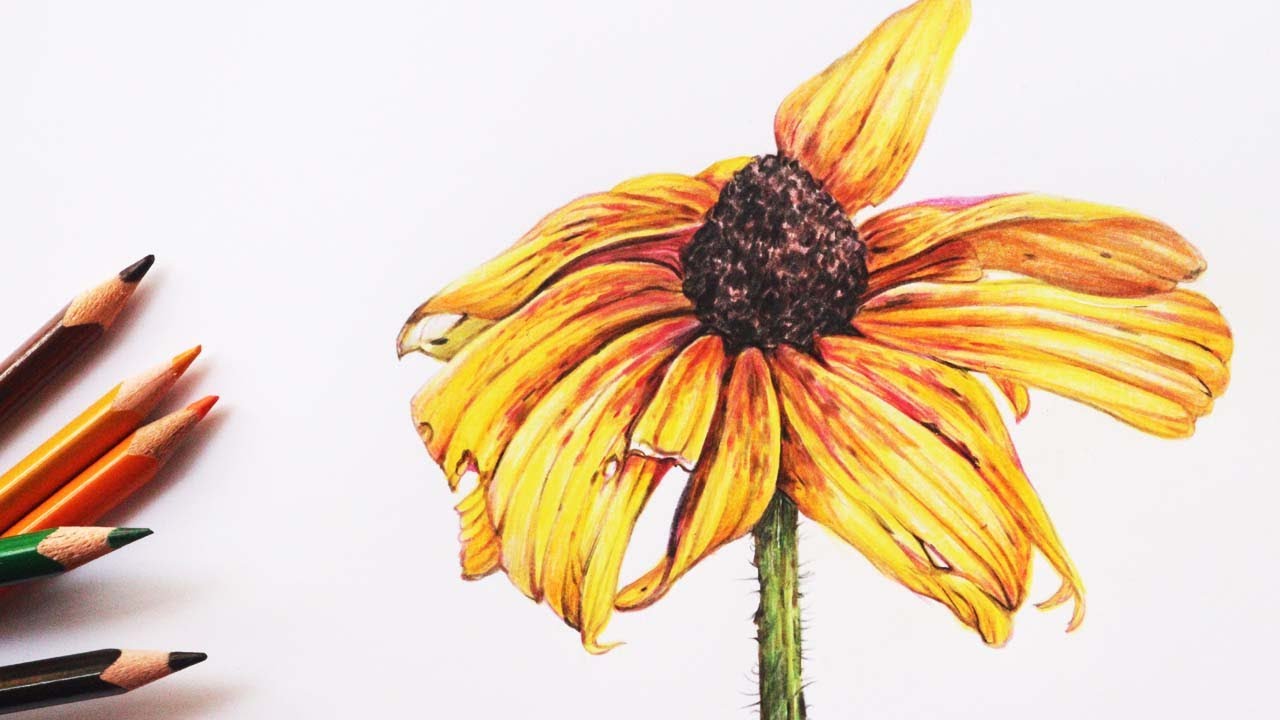 Flower Drawing in Color Pencils How to draw a flower YouTube