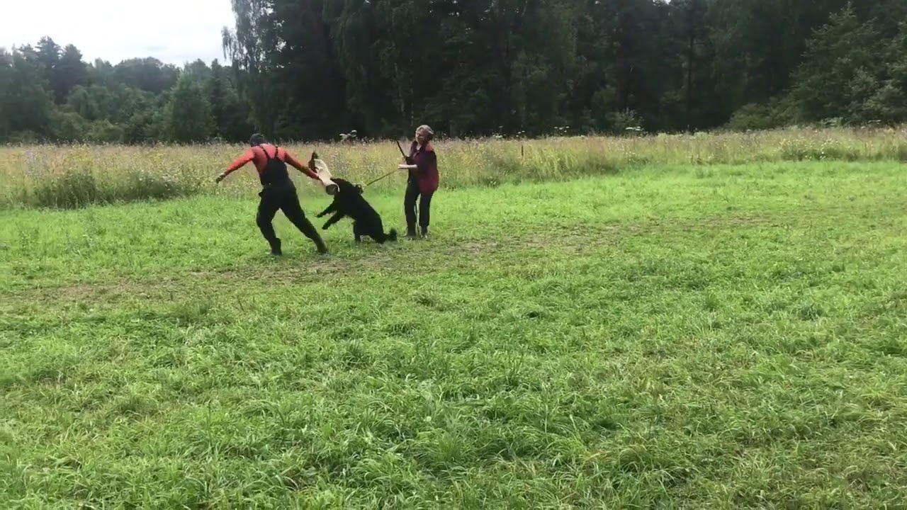 ������� + ����������� ����-�����������: ����.