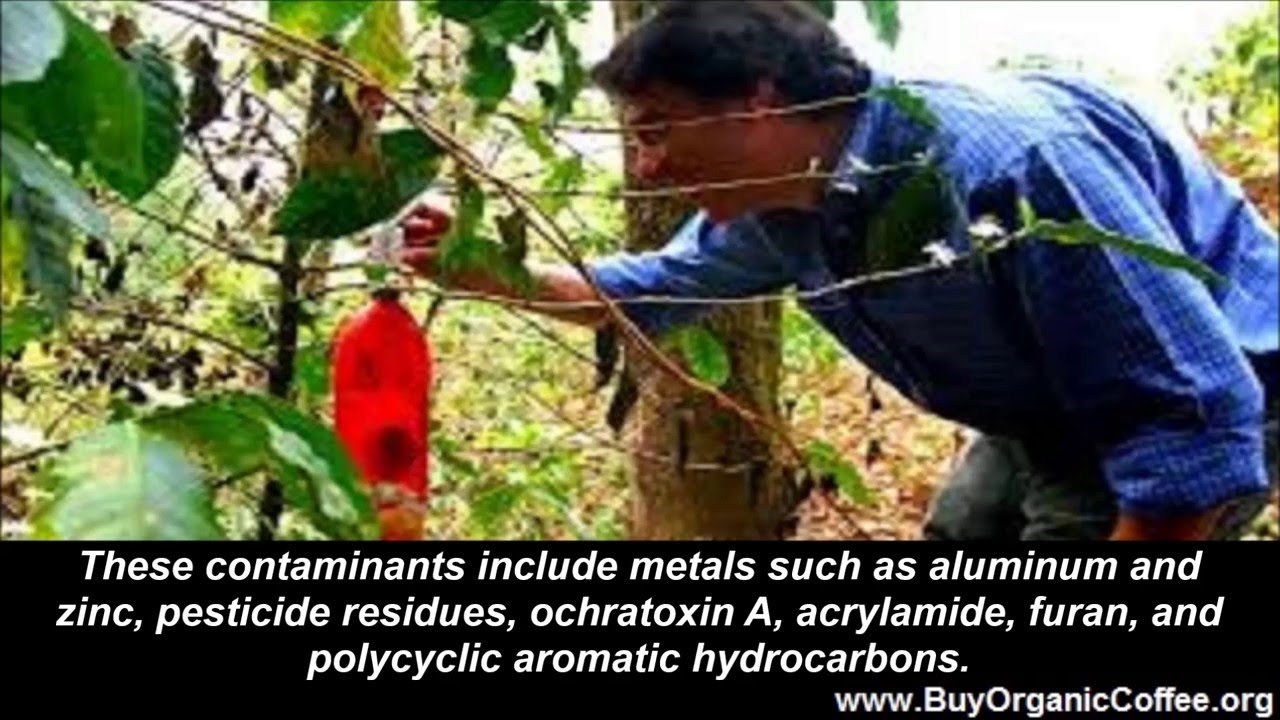 How Can Coffee Beans Be Organic? YouTube