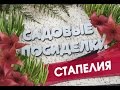 Стапелия - секреты ухода и выращивания в домашних условиях. Почему не цветет. Черенкование