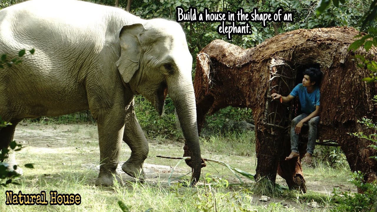 Build a house in the forest in the shape of an elephant and live with real elephants in the forest.