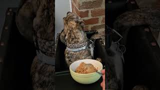 Dog hates Bailey chair