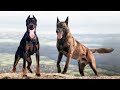 These Are 9 Hungarian Dog Breeds の動画、YouTube動画。