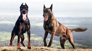 These Are 9 Hungarian Dog Breeds