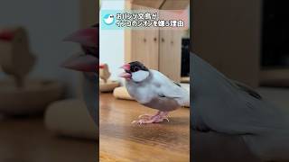 こんなインコは文鳥たちに嫌がられる？ #文鳥 #セキセイインコ #birds #shorts