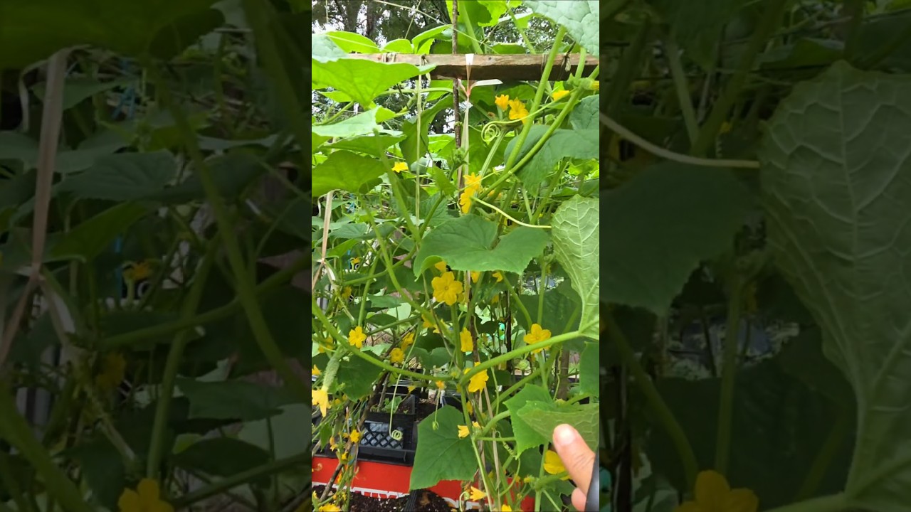 প্রচুর ফলন হয় মাশাআল্লাহ.. #foryou #gardening #shortsvideo #garden