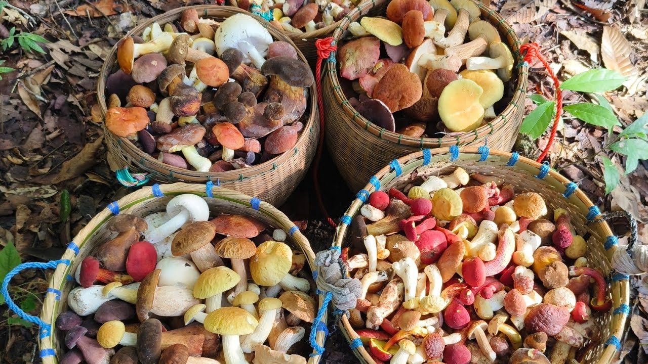 เก็บเห็ดผึ้งวันนี้ มีหมู่เก็บ ม่วนคัก ๆจ้า 29 พฤษภาคม 2568