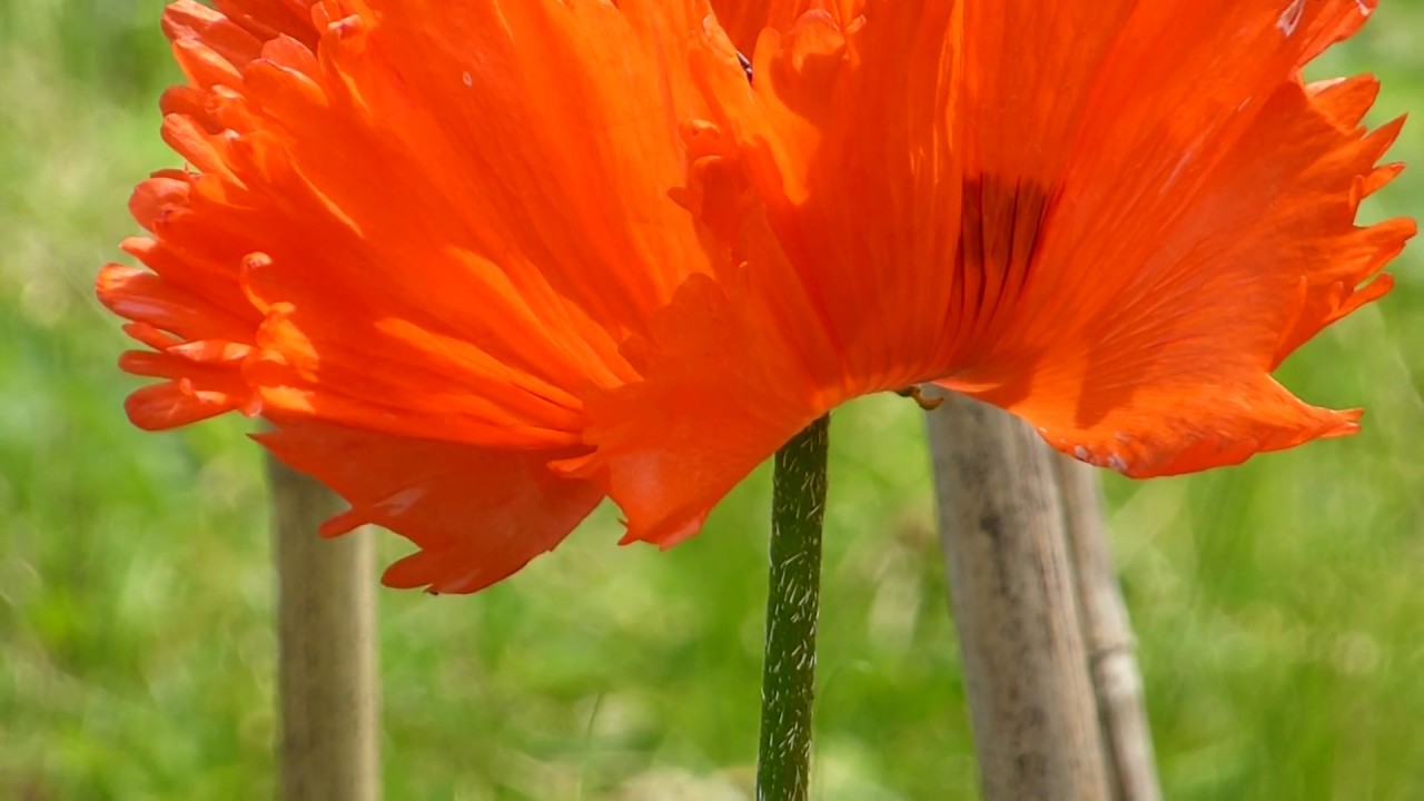 Red Poppy Flowers - Papaver - Draumsól -  Valmúi -  Sumarblóm - Garðplöntur