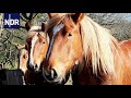 Pferde: Heiße Liebe zu Kaltblütern | Die Nordreportage | NDR Doku