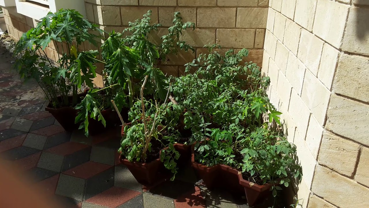 My vegetable gardening in Oman 2018 1. Tomatoes YouTube
