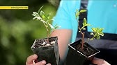 Киви в открытом грунте.Удачная прививка. - YouTube