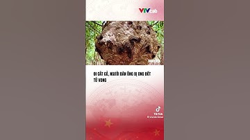 Đi cắt cỏ, người đàn ông bị ong đốt tử vong