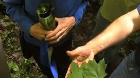 Sugar Maples vs Norway Maples