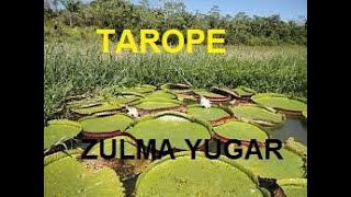 ZULMA YUGAR TAROPE