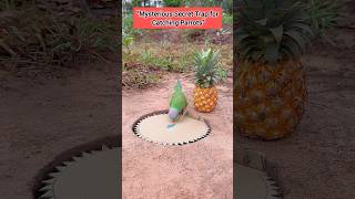 “Mysterious Secret Trap for Catching Parrots” #comedy #funny #birds