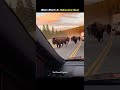 “Bison Storm on Yellowstone Road 🦬 | Massive Herd Takes Over!”