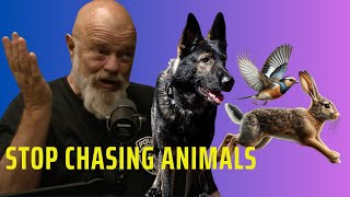 How to Make Sure Our Dog Does Not Chase Animals