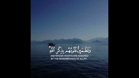 القارئ / محمد كمال هاشم