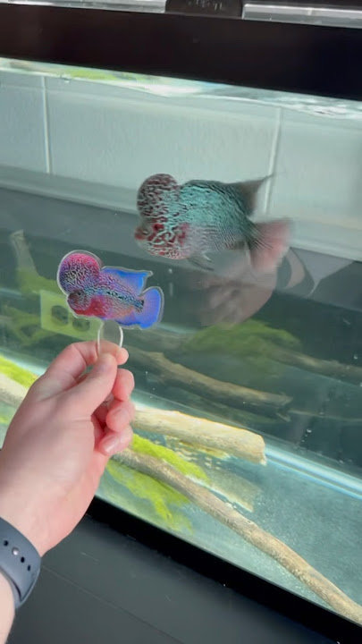 My New Flowerhorn!