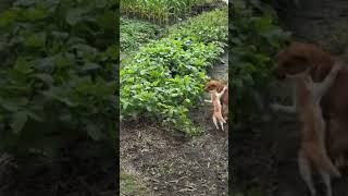 Funny videos cats and dogs🐶🐱 why they never get along 🤣 #shorts