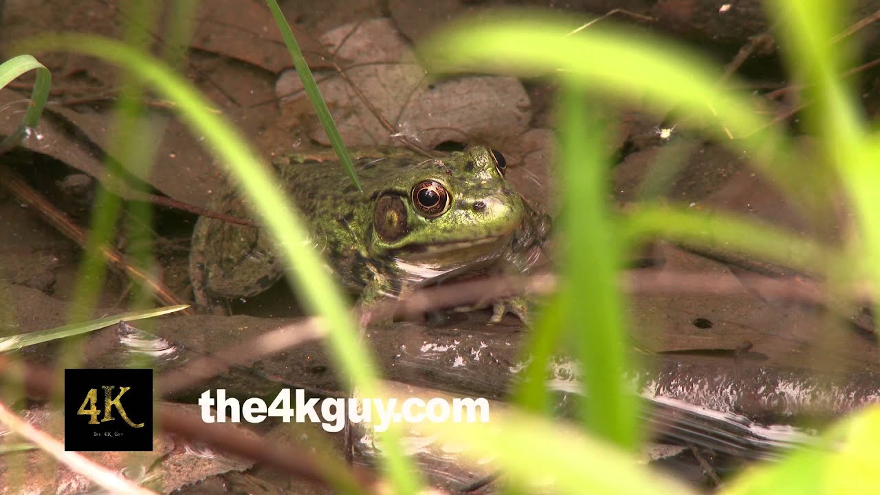 4K UHD 60fps - Green Frog (Lithobates clamitans) sitting in water and moving belly while breathing