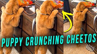 Puppy Crunching Cheetos While Being Fully Emerged in the Bag