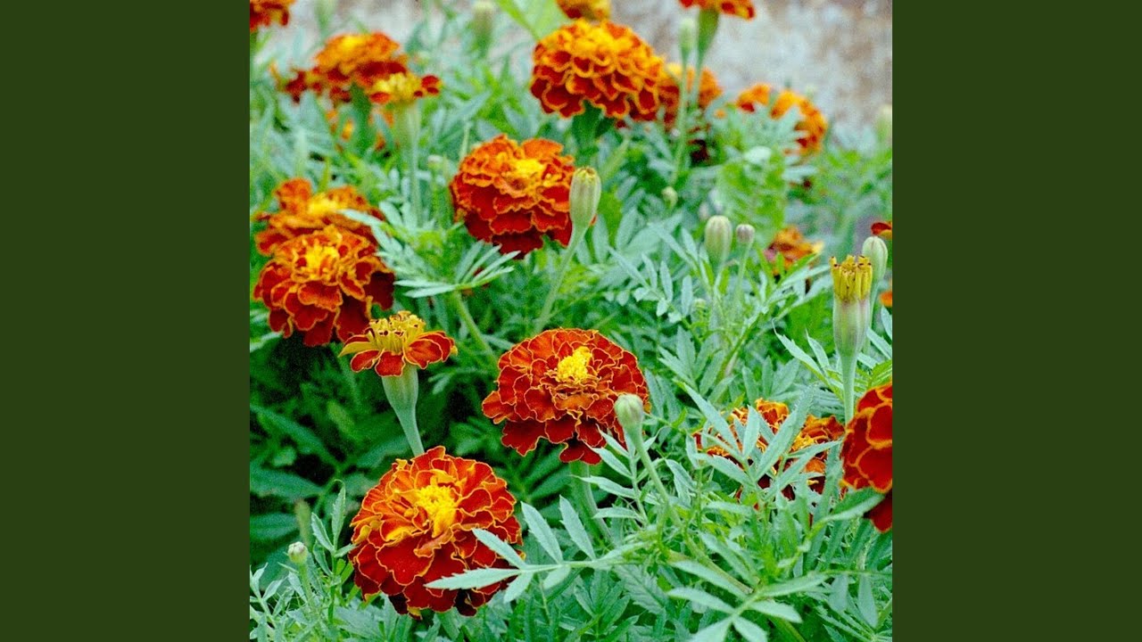 Juice adlı videoyu YouTube'da izle Juice adlı videoyu YouTube'da izle