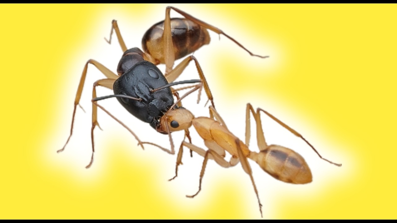 Guide d’Élevage CAMPONOTUS MACULATUS (Fourmis Africaines Jaunes) Documentaire