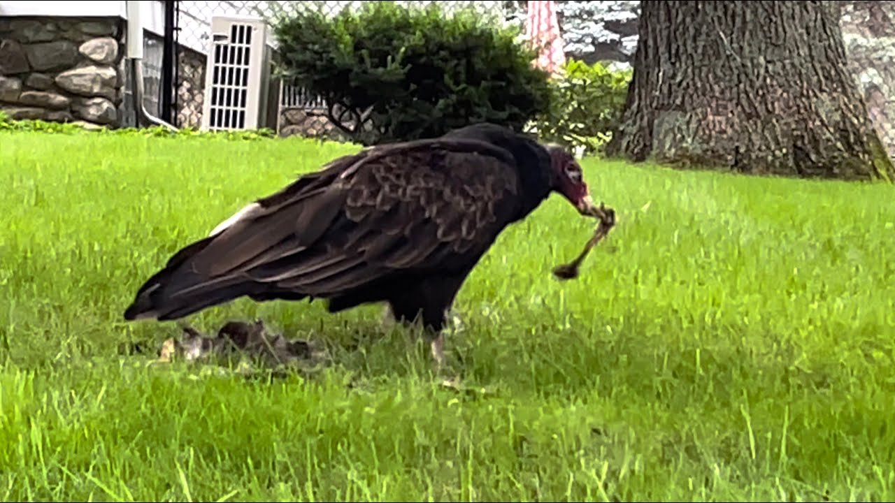 Turkey Vulture Eating Carrion (warning animal eating)
