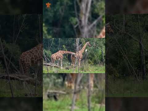 Compare Amboseli safari vehicles: 4x4 Land Cruiser, safari van, and open-sided options near…