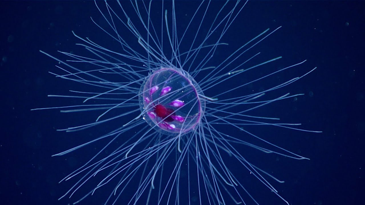 “Psychedelic Medusa” Jelly Spotted by Deep Sea Researchers
