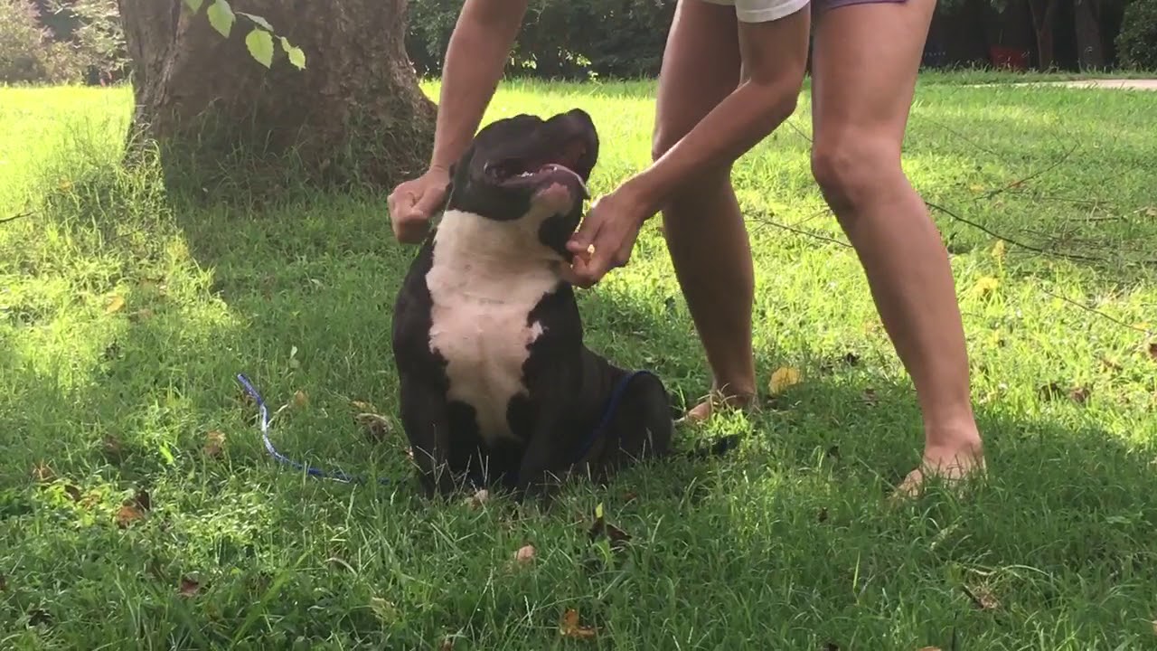 american bully 6 months old