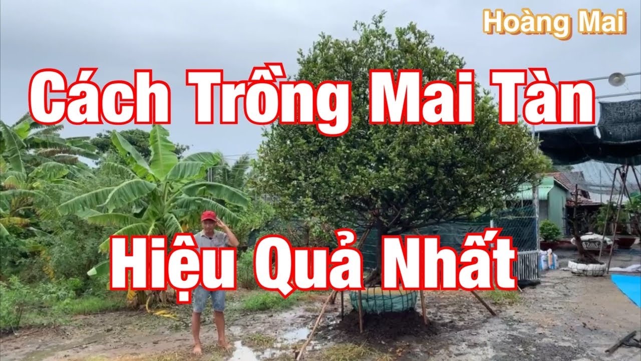 Cách Trồng Mai Tàn Hiệu Quả Nhất