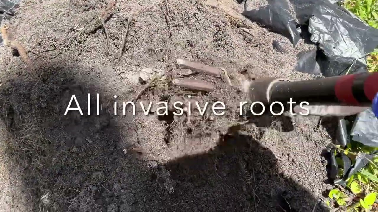 KNOW YOUR SOIL-What killed my Thai guava plant