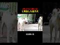 3年ぶりに飼い主と再会した迷子犬