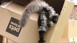 Box boy! by Adventures of Luna and Marley 164 views 2 years ago 1 minute, 39 seconds