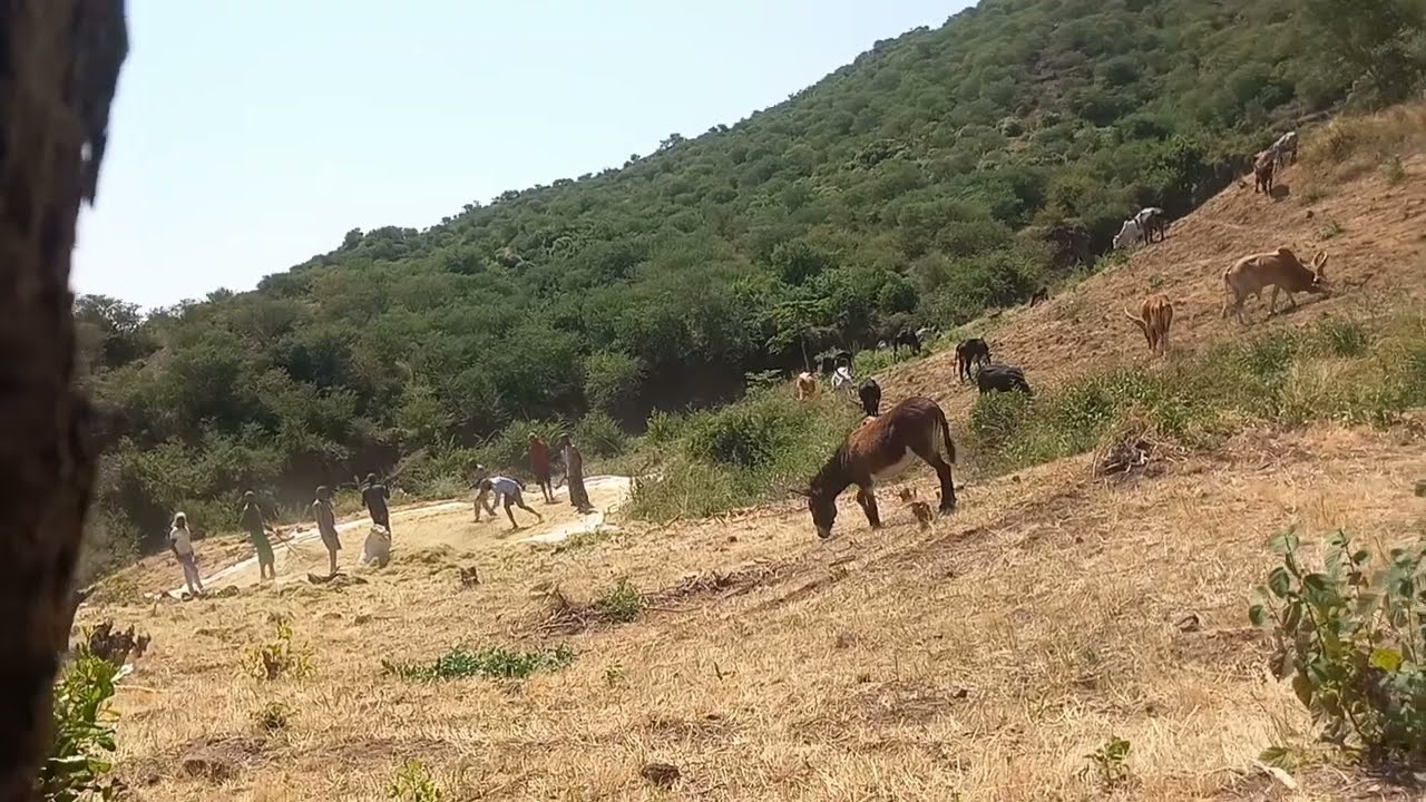 🔴ሴፈ ዉቅያ