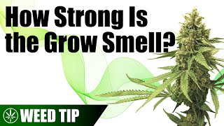 How Much Does Cannabis Smell While Growing?