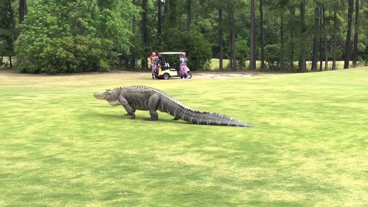 Golf Course Gator Golf course gator - YouTube