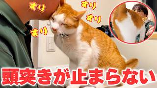 飼い主に甘え過ぎて顔面への頭突きが止まらない猫が可愛過ぎました…