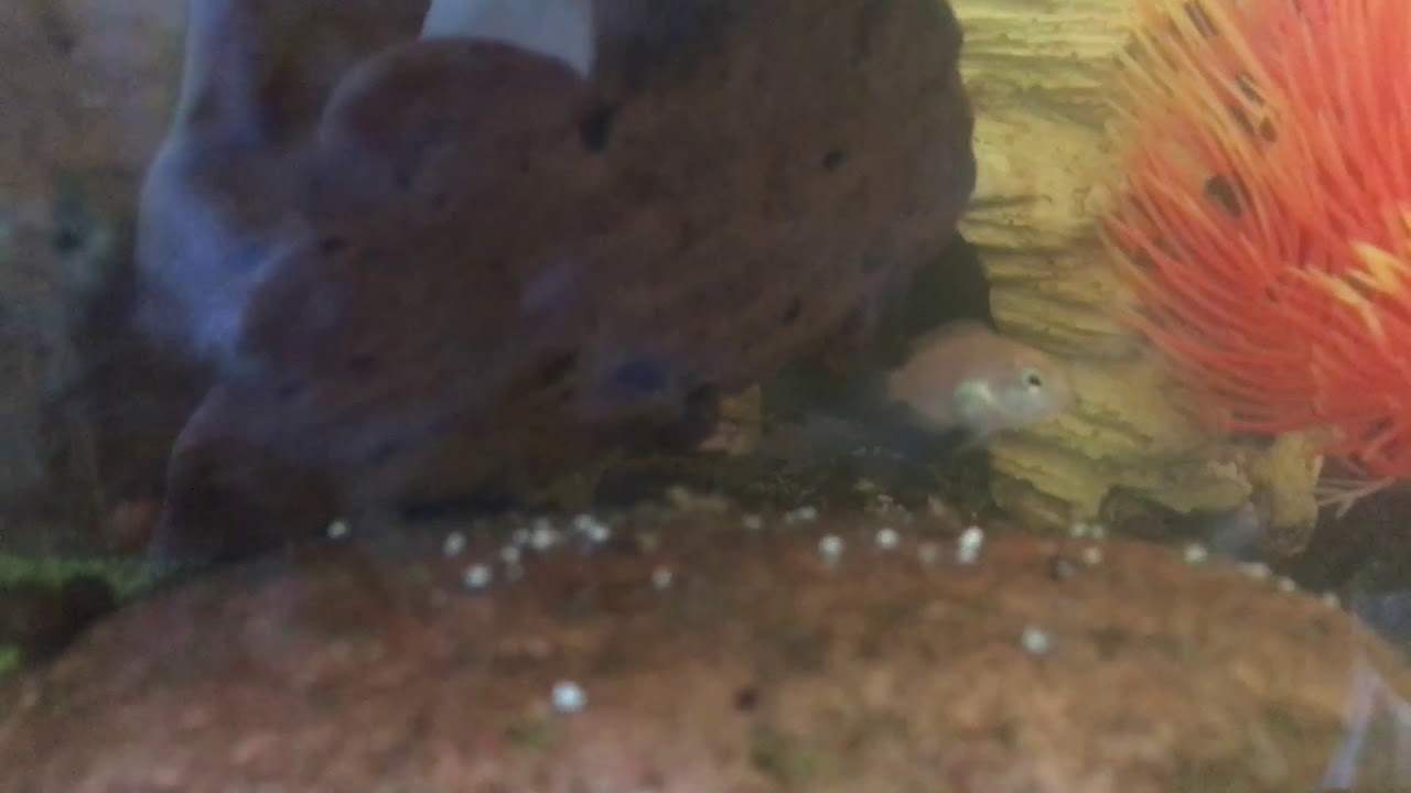 camera iphone 8 plus apk Cichlid fry and unsexed 1” OB zebra, Yellow blaze 1”.. sneak peak at the main