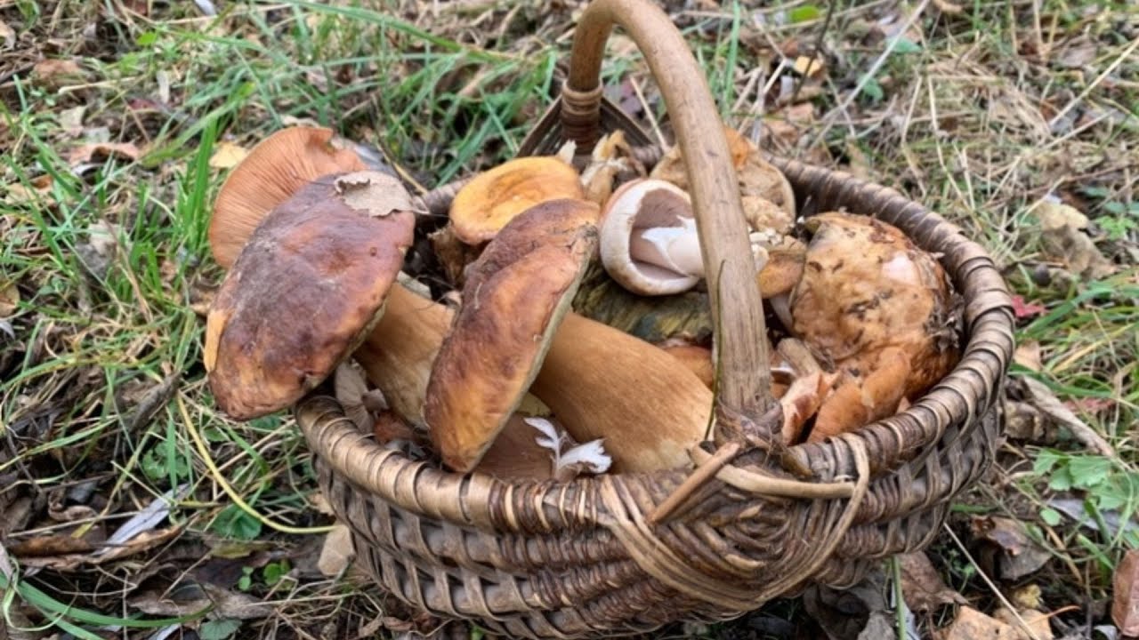 Білі Гриби та Підберезники у Листопаді