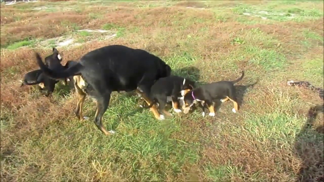 ГРОССЕР ПОМЕТ 2018 Большой швейцарский зенненхунд(ТЕЛ 099 072 8001)