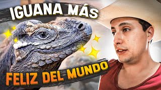 Así Hago Feliz A Mi Iguana Rinoceronte!!!