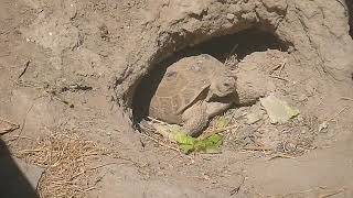 Finding Box Turtle Eggs   SD 480p
