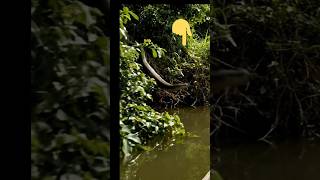Snake Chases Boat from River Jungle | POV #vr360 #tsunami #titanoboa #shortvideo #viral #shorts